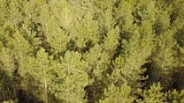 How do you future-proof a forest?