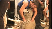 Young farmer wins NZ sheep shearing title