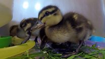 Orphaned 'Easter chicks' in care