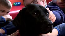 The therapy dog making friends at school