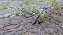 'Amazing' video of blue tit nest in drain