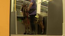 Horsing around on the Metro