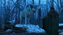 'Wolf lookalike' fear over Game of Thrones