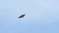 Sea Eagles