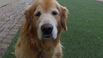 The DNA tests catching dog owners who don't pick up poo