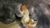 Tumeze nk'imbeba ariko dutunzwe n'akayabu
