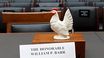 Why did the chicken go to Congress?