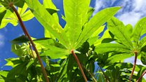 A 'digital plant doctor' is helping farmers spot disease