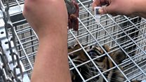 How do you give eye drops to a tiger?