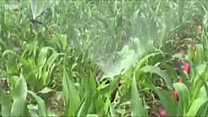 উত্তর কোরিয়া কেন খরার খবর লুকাচ্ছে