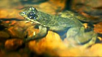 One man's fight to save a rare slippery frog