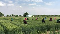 افغانستان: کرنیز سکتور کې د ښځو ونډه