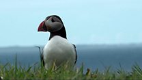Puffin