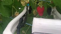 The raspberry picking robot
