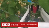 Click: 25 миң малина чогулта алган робот