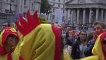 Chickens against Trump