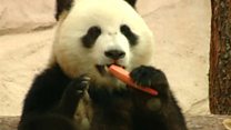 China takes panda diplomacy to Russia