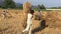 افغانستان کې د غنمو محصولات ډېر شوي