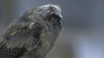 Rusty the baby owl learns to fly