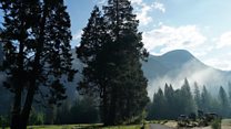 What's killing Yosemite's trees?