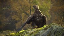 SEA EAGLES