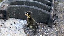 Ducklings rescued from drain