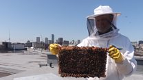 'I spend my lunch break with 150k bees'