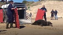 Plastic injury ‘Sir David’ seal returns to sea