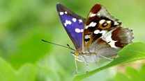 Butterfly returns after nearly half a century