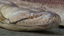 'I found a missing 9ft python in my tree'