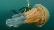 Giant jellyfish spotted by divers