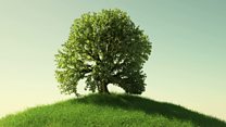 کیا شجرکاری واقعی ماحولیاتی تبدیلی کا مقابلہ کر سکتی ہے؟