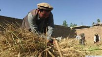افغانستان: کرنيزې مځکې په کمېدو دي