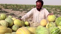 شربوزہ