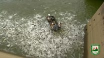 Shocked carp leap from lake after ‘electrofishing’