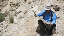 Dinosaurs: Digging up the "Jurassic Mile"