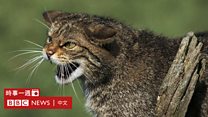澳洲的猫