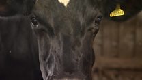 'Robot milking saved my dairy farm'