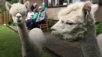 John and David the alpacas join retirement home