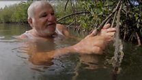 The man helping to save Senegal's mangroves
