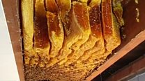 Huge beehive discovered inside ceiling