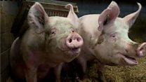 3D scanner detects pigs' emotions