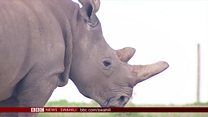 Matangazo ya Dira ya Dunia TV