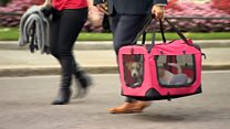PM's rescue puppy moves in to No 10