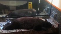 Bear takes nap in hotel bathroom