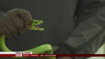 Matangazo ya Dira ya Dunia TV