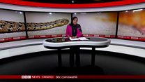 Matangazo ya Dira ya Dunia TV