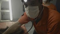Vet tries to save orangutan shot 130 times