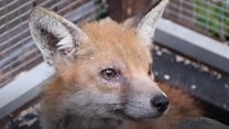 How Pointy The Fox Got Ambulance Staff To Help Him - 