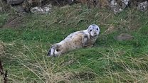 How did seal pup end up on clifftop path?